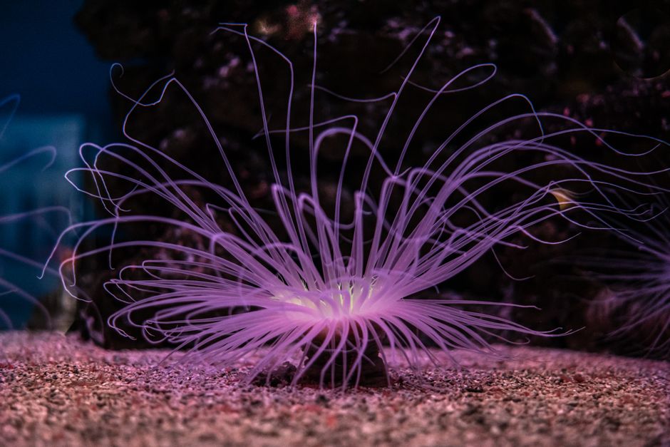 Decoratief kussen met groen bioluminescerend patroon