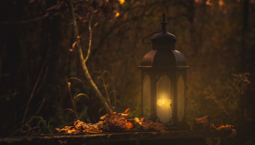 Herfstlicht verlicht bomen met gouden gloed.