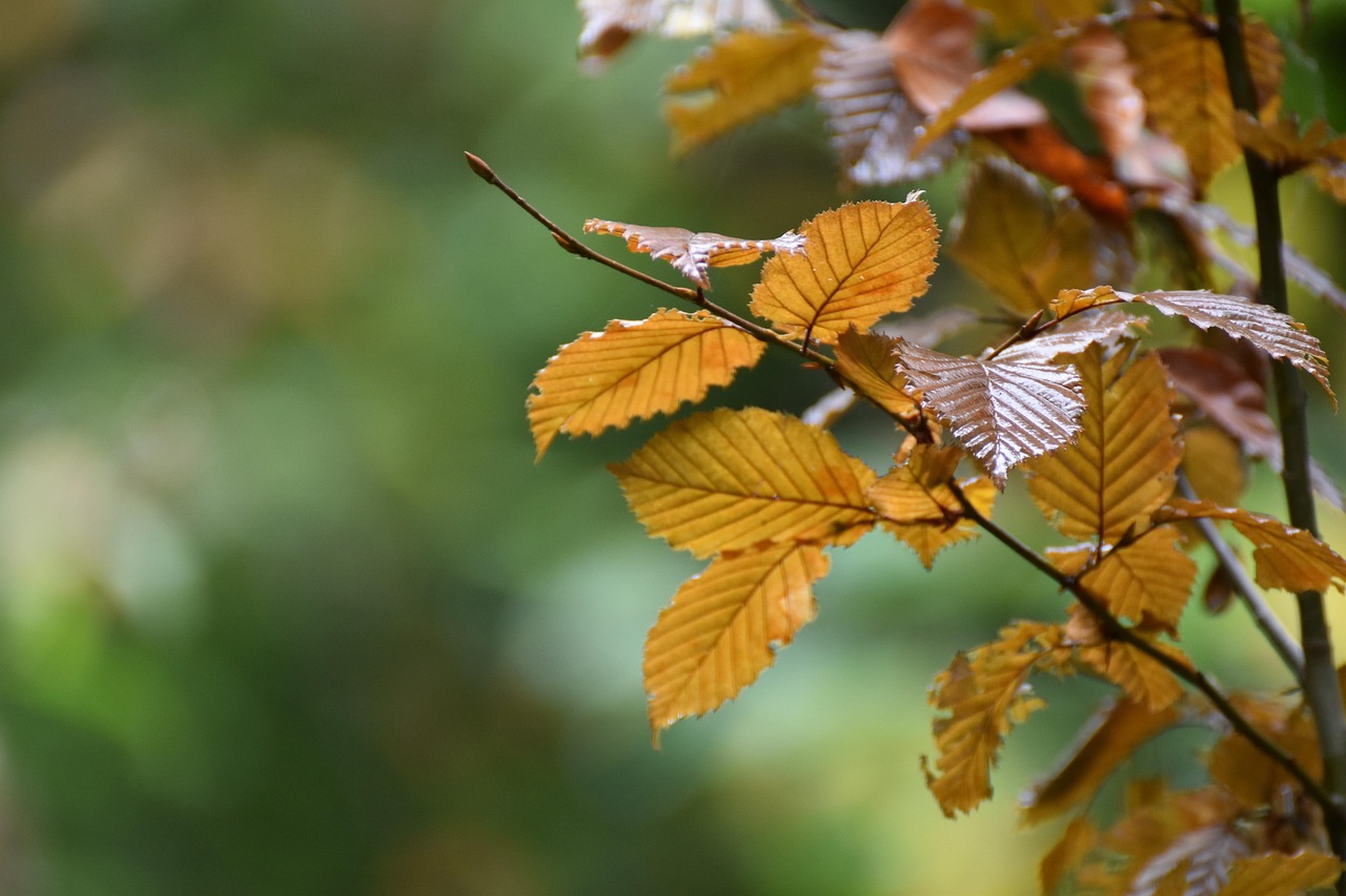 Herfststoofpot met seizoensgroenten en lamsvlees. Herfststoofpot met seizoensgroenten en lamsvlees.
