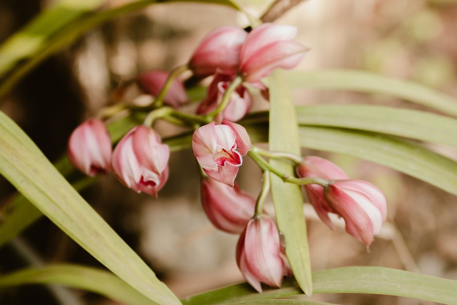 Orchideeën op een mossige botanische muur. Orchideeën op een mossige botanische muur.