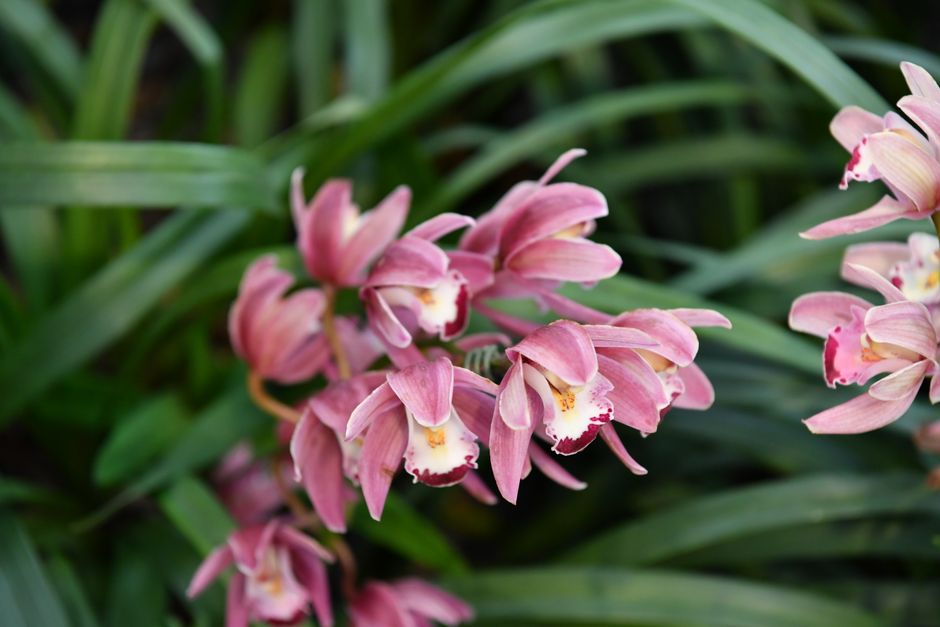 Gele bladeren rond delicate orchideeën. Gele bladeren rond delicate orchideeën.